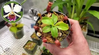 Well, three new plants have made their way into my collection this week. Let's have a look at everything and see how it's doing.
