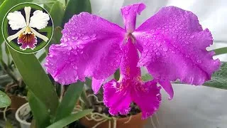 Cattleya mossiae (R.E. Patterson × Panther Creek) has bloomed!
Several other Cattleya have sheaths, and some new plants have made their way into the collection from https://bitisbotanical.com