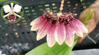 Sheaths are popping up in several Cattleya growths. A moment of carelessness results in a snapped bud. Clivia miniata in full bloom.