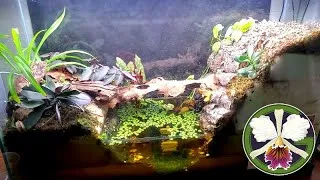 Well, somehow three more plants found their ways into my collection today. Let's have a look! Plus, we'll check in on my classroom vivarium and I'll explain how the watering system is set up in my warm tent.
