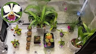 Let's look at the plants in the cool tent to see if we can find some indications of light levels. My new plants are from https://bitisbotanical.com