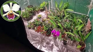 Let's have a look through all of my green pets living in a new and improved grow tent.