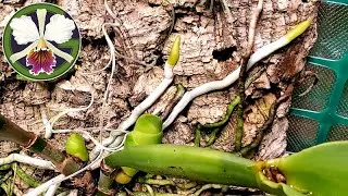 The following plants are featured in this video:
00:40 Cattleya Blossfeldiana
00:47 Cattleya gaskelliana
00:59 Cattleya maxima caerulea
01:17 Cattleya trianae 'Cashen's' FCC/AOS
01:40 Cattleya purpurata & Pulcherrima
02:01 Cattleya dowiana
02:17 Cattleya rex 'Inti' HCC/AOS × sib 'Killa'
02:39 Cycnoches Fire Embers 'Patience' AM/AOS
02:55 Cattleya Hardyana
03:19 Cattleya rex from Peruflora
03:33 Cattleya jenmanii alba
03:52 Clowesia Rebecca Northen 'Mikabi' AM/AOS
04:35 Clowesia Rebecca Northen 'Aurora'
05:19 Cycnoches Bronze Vixen
05:35 Cycnoches warscewiczii
05:55 Amorphophallus konjac
06:11 Pinguicula moranensis
06:21 Phalaenopsis philippinensis
06:42 Bulbophyllum lepidum & Lovely Elizabeth
07:26 Bulbophyllum echinolabium 'HAL'
07:43 Bulbophyllum echinolabium seedling
08:08 Bulbophyllum rothschildianum 'Red Chimney' FCC/AOS
08:38 Cycnoches cooperi 'Copper' & 'Bronze'
10:00 Brassias
10:08 Cuitlauzina pulchella
10:20 Masdevallia Machu Picchu 'Crownpoint' AM/AOS
10:43 Miltoniopsis Lilian Nakamoto
10:53 Coelogyne (Dendrochilum) tenellum
11:18 Zygopetalum maculatum
12:42 Pinguicula 'Pirouette' & moranensis
13:02 Nepenthes (rajah × edwardsiana)
13:45 Nepenthes bongso × (densiflora × robcantleyi)
14:20 Nepenthes × kinabaluensis (rajah × villosa)