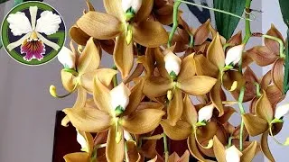 Plants featured in this video:
00:12 Cycnoches cooperi 'Copper'
00:37 Cycnoches Fire Embers 'Patience' AM/AOS
02:15 Cycnoches cooperi 'Bronze'
02:41 Cycnoches Nebula
03:14 Rhyncholaelia Aristocrat
03:44 Clowesia Rebecca Northen 'Aurora'
04:13 Cycnoches Bronze Vixen
04:39 Bulbophyllum medusae album
05:04 Bulbophyllum medusae 'Miami'
05:20 Bulbophyllum lepidum and Lovely Elizabeth (two plants, one pot)
05:49 Phalaenopsis philippinensis
06:05 Bulbophyllum catenulatum
06:13 Amesiella philippinensis
06:51 Brassia Auntie Diana Aki and Edvah Loo
06:59 Miltoniopsis Lillian Nakamoto
07:30 Zygopetalum maculatum
07:38 Pinguicula moranensis
07:48 Nepenthes [bongso robusta × (densiflora × robcantleyi)]
07:50 Nepenthes (rajah × edwardsiana)
08:11 Cattleya hybrid seedlings in flask
08:30 Cucurbita maxima 'Lumina'