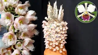 The following plants are featured in this video:
00:19 Paphiopedilum rothschildianum
00:24, 08:32 Phalaenopsis philippinensis
00:45 Cattleya trianae 'Cashen's' FCC/AOS
01:44 Clowesia Rebecca Northen 'Grapefruit Pink'
02:30 Cycnoches warszewiczii 'Fortuna' AM/AOS
03:58 Cattleya Pulcherrima (lobata 'Jeni' AM/AOS × purpurata 'Taguara' AM/AOS)
04:16 Cattleya maxima
04:25 Cattlya dowiana ('Rogue Orchids' × self)
05:05 Cattleya rex grown from flask from Peruflora
05:32 Cattleya labiata ('Sherwood Forest' AM/AOS × 'Perola Rubra')
05:52 Cattleya Blossfeldiana
06:25 Vanda falcata 'Hakusan' AM/AOS
06:57 Bulbophyllum medusae album
07:02 Bulbophyllum medusae 'Miami'
07:09 Bulbophyllum rothschildianum 'Red Chimney' FCC/AOS
07:17 Bulbophyllum echinolabium 'HAL' and ('Golden Gate' × self × self)
07:31 Bulbophyllum lepidum
07:40 Bulbophyllum Lovely Elizabeth
07:47 Amesiella philippinensis
08:08 Angraecum leonis
09:00 Cattleya seedlings
11:00 Zygopetalum maculatum
11:27 Pinguicula moranensis
11:39 Pinguicula 'Pirouette'
11:46 Nepenthes (rajah × edwardsiana), kinabaluensis, bongso hybrid
12:40 Brassia verrucosa, Edvah Loo 'Nishida' AM/AOS, Auntie Diana Aki
13:09 Masdevallia Machu Picchu 'Crownpoint' AM/AOS
13:25 Miltoniopsis Lilian Nakamoto 'Tanto'
13:43 Cuitlauzina pulchella