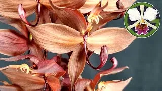 The autumn blooms just keep coming! After the initial update, we'll have a quick look at all the displays at the Denver Orchid Society Fall Show and Sale.  My orchids did really well!
Plants in this video:
Miltoniopsis Lillian Nakamoto
Zygopetalum maculatum
Nepenthes × kinabaluensis (rajah × villosa)
Napenthes (rajah × edwardsiana)
Cuitlauzina pulchella
Coelogyne (Dendrochilum) tenellum
Masdevallia Machu Picchu
Cycnoches Fire Embers, cooperi, Bronze Vixen, Nebula
Clowesia Rebecca Northen, rosea
Rhyncholaelia Aristocrat
Bulbophyllum lepidum, medusae
Phalaenopsis philippinensis
Cischweinfia horichii