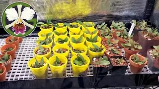 The following plants are featured in this video:
00:13 Zygopetalum maculatum
00:53 Pinguicula moranensis, 'Pirouette'
01:36 Brassia Edvah Loo 'Nishida' AM/AOS
01:55 Brassia Auntie Diana Aki
02:20 Coelogyne (Dendrochilum) tenella
03:05 Miltoniopsis Lillian Nakamoto
03:30 Cuitlauzina pulchella
04:28 Nepenthes
07:31 Cattleya trianae 'Cashen's' FCC/AOS
09:17 Clowesia Rebecca Northen 'Grapefruit Pink' CCM/AOS
10:16 Cycnoches warszewizcii 'Fortuna' AM/AOS
10:57 Tillandsia ionantha
11:17 Vanda falcata 'Hakusan' AM/AOS
11:59 Cycnoches Fire Embers 'Patience' AM-CCM/AOS
12:36 Phalaenopsis philippinensis
13:33 Bulbophyllum echinolabium 'HAL'
14:12 Cattleya rex
14:21 Cattleya Hardyana
14:27 Cattleya King George
14:40 Cattleya purpurata
15:15 Cattleya seedlings (C. Triumphans photo credit: Pete Ma)
20:32 Clivia miniata