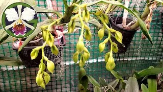 Plants you'll see in this video:
0:57 Pinguicula moranensis / 'Pirouette'
1:24 Cuitlauzina pulchella
2:14 Masdevallia Machu Picchu
2:43 Brassia verrucosa
2:56 Nepenthes crosses
3:28 Phalaenopsis philippinensis
3:55 Bulbophyllum Lovely Elizabeth
4:15 Vanda falcata 'Hakusan'
4:34 Bulbophyllum medusae album
5:01 Bulbophyllum rothschildianum
5:13 Bulbophyllum echinolabium
5:28 Bulbophyllum lepidum
6:14 Bulbopyllum medusae 'Miami' 
7:05 Clowesia Rebecca Northen 'Aurora'
7:43 Clowesia rosea
8:13 Cycnoches Nebula
8:21 Cycnoches Bronze Vixen
8:33 Cycnoches Fire Embers 'Patience'
8:55 Cycnoches cooperi 'Bronze'
9:18 Cycnoches cooperi 'Copper'
10:34 Cattleya maxima
10:43 Cattleya labiata
10:55 Rhyncholaelia Aristocrat
11:52 Cucurbita maxima 'Lumina'