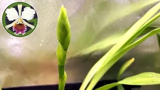 The following plants are featured in this video:
00:24 Masdevallia Machu Picchu 'Crownpoint' AM/AOS
00:44 Zygopetalum maculatum ssp. maculatum
01:18 Nepenthes (rajah × edwardsiana)
02:18 Nepenthes [bongso robusta × (densiflora × robcantleyi)]
03:19 Nepenthes × kinabaluensis (rajah × villosa)
04:16 Clowesia Rebecca Northen 'Mikabi' AM/AOS
05:01 Clowesia Rebecca Northen 'Aurora'
05:17 Clowesia Rebecca Northen 'Grapefruit Pink' 
05:47 Cycnoches Bronze Vixen
05:57 Cycnoches warszewiczii 
06:05 Phalaenopsis philippinensis
06:13 Bulbophyllum lepidum
06:48 Angraecum leonis
07:19 Amesiella philippinensis
07:46 Cattleya trianae 'Cashen's' FCC/AOS
08:01 Cattleya maxima f. caerulea
08:08 Cattleya labiata f. semi-alba
08:33 Cycnoches Fire Embers 'Patience' AM/AOS, CCM/AOS
09:59 Amorphophallus konjac